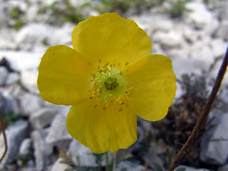 Papaver alpinum ssp. kerner