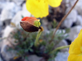 Papaver alpinum ssp. kerner