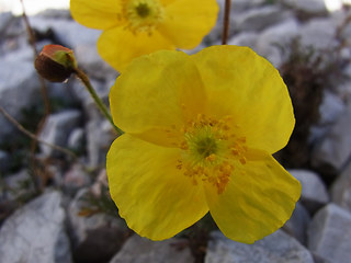 Papaver alpinum ssp. kerner