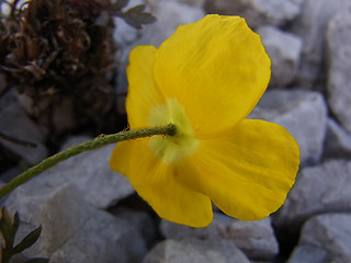 Papaver alpinum ssp. kerner