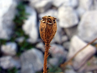 Papaver alpinum ssp. kerner