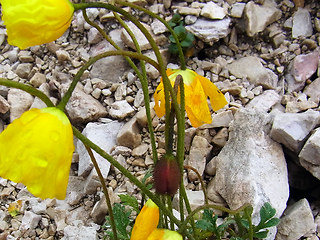 Papaver alpinum ssp. kerner