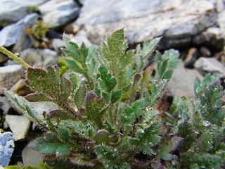 Papaver alpinum ssp. kerner