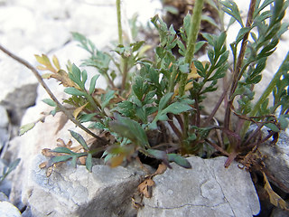 Papaver alpinum ssp. kerner