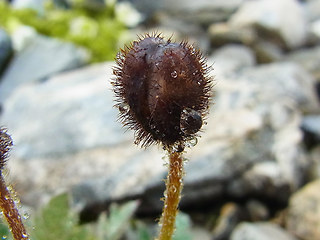 Papaver alpinum ssp. kerner