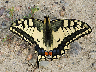 Papilio machaon