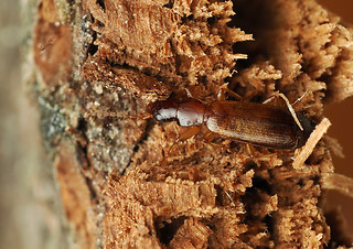Paradromius linearis