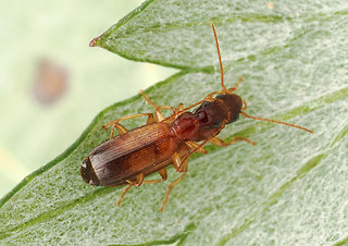 Paradromius linearis