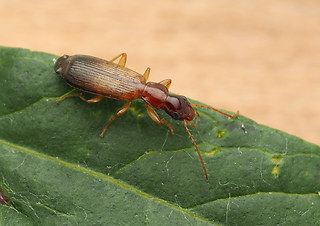 Paradromius linearis