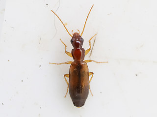 Pararomius linearis