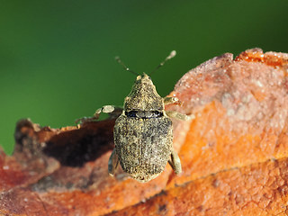 Parethelcus pollinarius