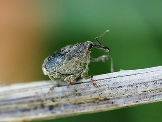 Parethelcus pollinarius