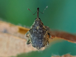 Parethelcus pollinarius