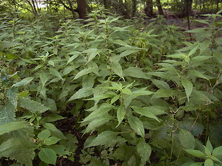 Parietaria officinalis