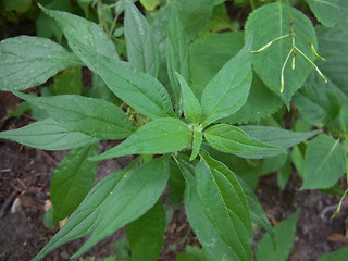 Parietaria officinalis