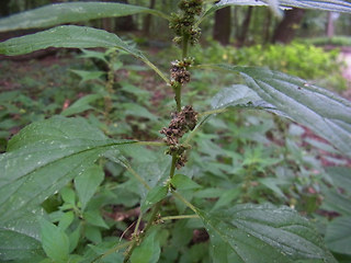 Parietaria officinalis