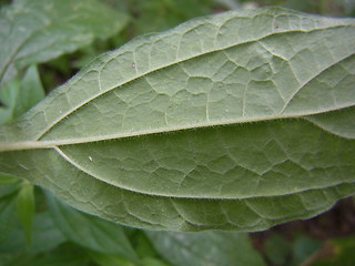 Parietaria officinalis