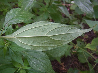 Parietaria officinalis