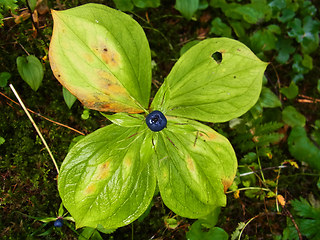 Paris quadrifolia