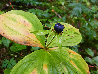 Paris quadrifolia