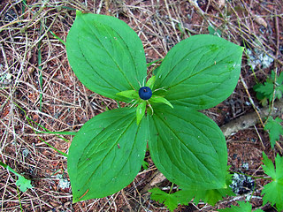 Paris quadrifolia