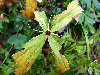 Paris quadrifolia