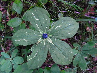 Paris quadrifolia