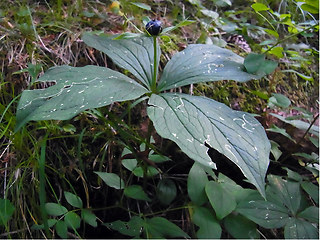 Paris quadrifolia