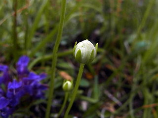 Parnassia palustris