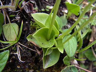 Parnassia palustris