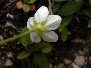 Parnassia palustris