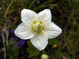 Parnassia palustris