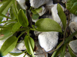 Parnassia palustris