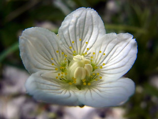 Parnassia palustris