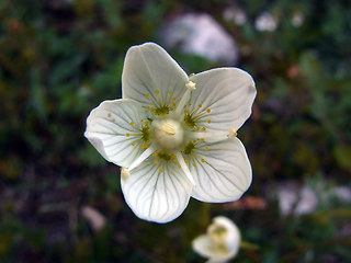 Parnassia palustris