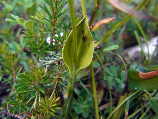 Parnassia palustris