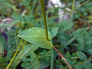 Parnassia palustris