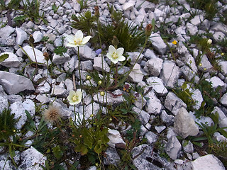 Parnassia palustris