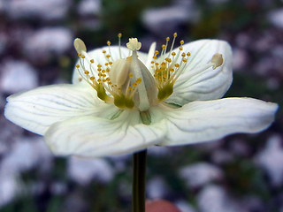 Parnassia palustris