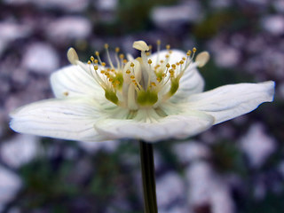 Parnassia palustris