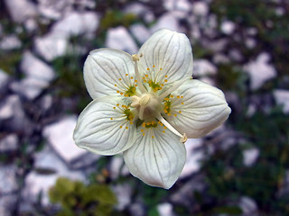 Parnassia palustris