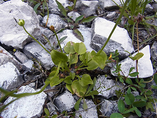 Parnassia palustris