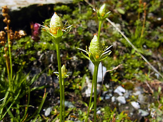 Parnassia palustris