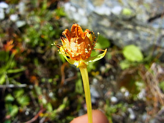 Parnassia palustris