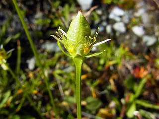 Parnassia palustris