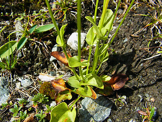 Parnassia palustris