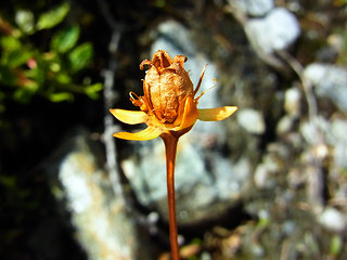 Parnassia palustris