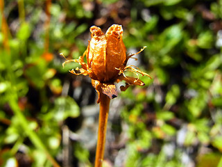 Parnassia palustris