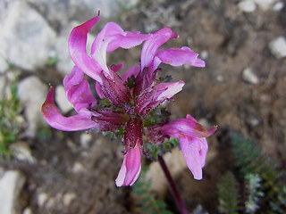 Pedicularis rostratocapitata