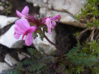 Pedicularis rostratocapitata